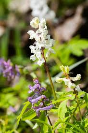 Attēlu rezultāti vaicājumam “Corydalis cava flower”