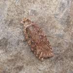 Attēlu rezultāti vaicājumam “Agonopterix ciliella”