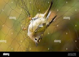 Attēlu rezultāti vaicājumam “Regulus regulus adult”