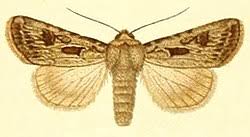 Attēlu rezultāti vaicājumam “Agrotis vestigialis”