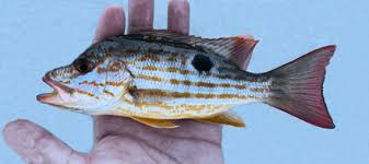 Image result for Lutjanus synagris