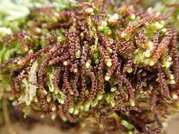 Attēlu rezultāti vaicājumam “Nowellia curvifolia sporophyte”