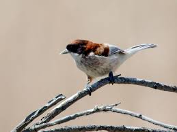 Attēlu rezultāti vaicājumam “Remiz pendulinus adult”