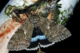 Attēlu rezultāti vaicājumam “Catocala fraxini”