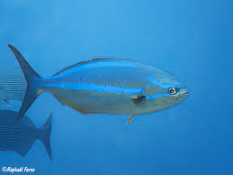 Image result for Kyphosus