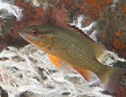 Image result for Lutjanus griseus