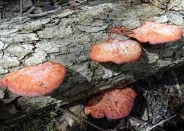 Attēlu rezultāti vaicājumam “Pycnoporus cinnabarinus”