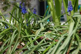 Attēlu rezultāti vaicājumam “Muscari armeniacum”