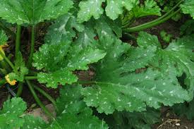 Attēlu rezultāti vaicājumam “Cucurbita pepo leaf”
