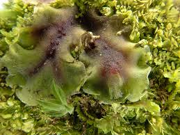 Attēlu rezultāti vaicājumam “Pellia epiphylla”