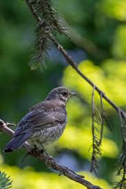 Attēlu rezultāti vaicājumam “Turdus pilaris adult”