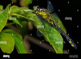 Attēlu rezultāti vaicājumam “Gomphus vulgatissimus”