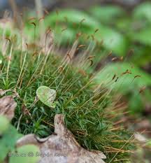 Attēlu rezultāti vaicājumam “Antitrichia curtipendula sporophyte”