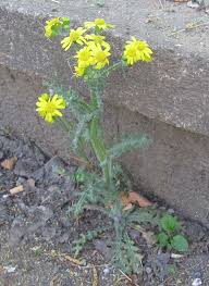 Attēlu rezultāti vaicājumam “Senecio vernalis”