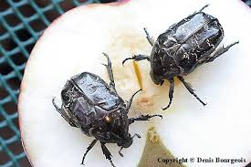 Attēlu rezultāti vaicājumam “Liocola lugubris”