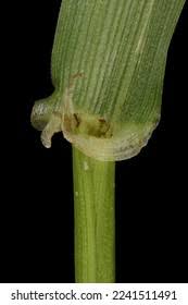 Attēlu rezultāti vaicājumam “Festuca gigantea”