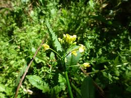 Attēlu rezultāti vaicājumam “Rorippa amphibia leaf”