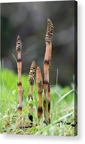 Attēlu rezultāti vaicājumam “Equisetum telmateia”