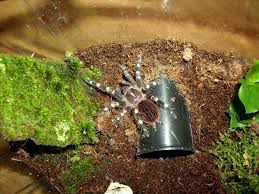 Znalezione obrazy dla zapytania geniculata