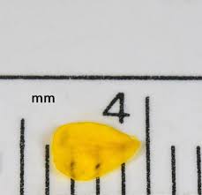 Attēlu rezultāti vaicājumam “Potentilla argentea bud”