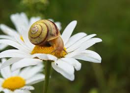 Attēlu rezultāti vaicājumam “Fruticola fruticum”