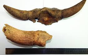 Attēlu rezultāti vaicājumam “Bos primigenius taurus”