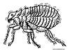 Flea coloring page