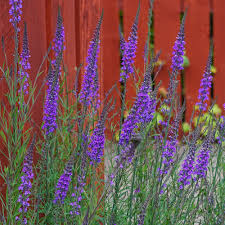 Image result for Linaria purpurea