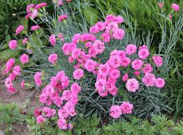 Image result for Dianthus