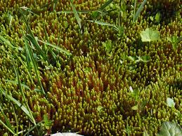 Attēlu rezultāti vaicājumam “Bryum schleicheri”