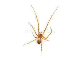 Attēlu rezultāti vaicājumam “Metellina segmentata”