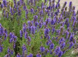 Image result for Hyssopus officinalis