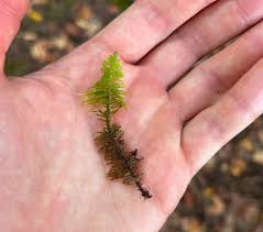 Attēlu rezultāti vaicājumam “Neckera pennata sporophyte”