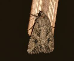 Attēlu rezultāti vaicājumam “Hadula trifolii larva”