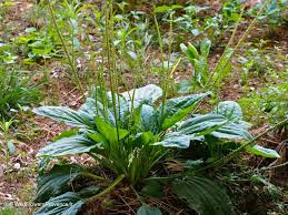 Attēlu rezultāti vaicājumam “Plantago major flower”