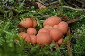 Attēlu rezultāti vaicājumam “Lycogala irregulare macro”