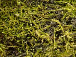 Attēlu rezultāti vaicājumam “Hygroamblystegium tenax”