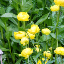 Attēlu rezultāti vaicājumam “Trollius europaeus leaf”