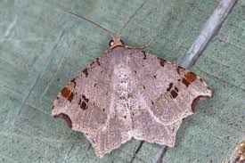 Attēlu rezultāti vaicājumam “Macaria alternata”