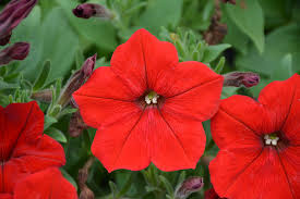 Image result for Petunia