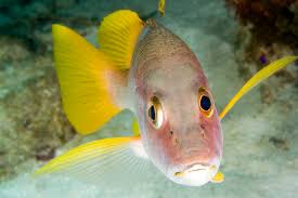 Image result for Lutjanus apodus