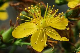 Attēlu rezultāti vaicājumam “Hypericum perforatum bud”