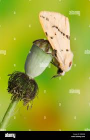 Attēlu rezultāti vaicājumam “Spilosoma lutea imago”