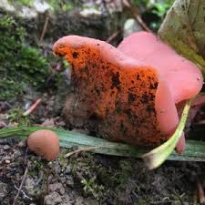 Attēlu rezultāti vaicājumam “Tremiscus helvelloides”