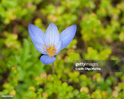 Attēlu rezultāti vaicājumam “Crocus speciosus”