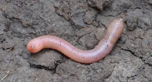 Attēlu rezultāti vaicājumam “Lumbricus terrestris”