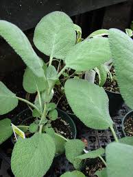 Attēlu rezultāti vaicājumam “Salvia officinalis leaf”