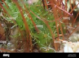 Attēlu rezultāti vaicājumam “Splachnum ampullaceum”