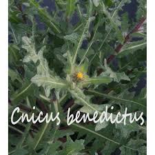 Image result for Cnicus benedictus