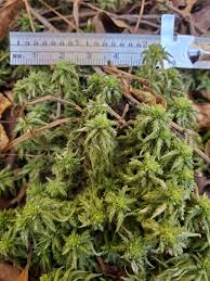 Attēlu rezultāti vaicājumam “Sphagnum austinii sporophyte”